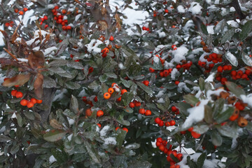 Red rowan berries covered snow. Nature background. Winter view.