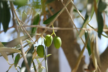 Olivenbaum