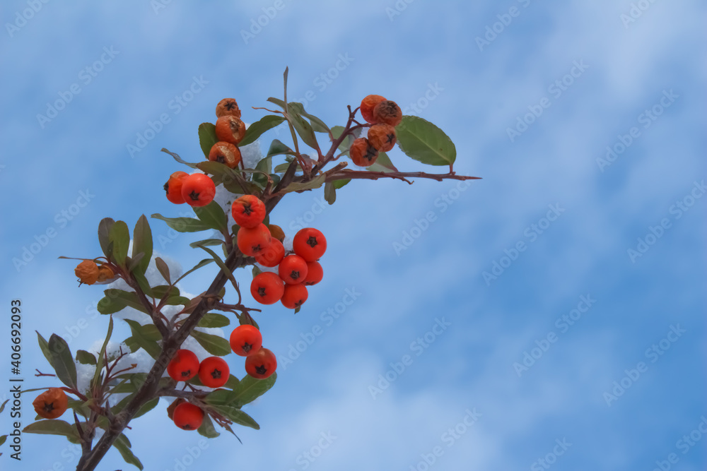 Poster red rowan berries covered in snow isolated on blue sky background with space for text.