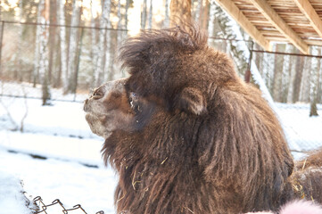 camel in winter. nursery for various animals