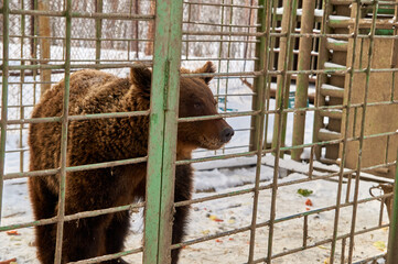 bear in a cage. nursery for various animals