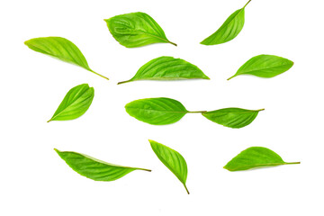 green leaves isolated on white background