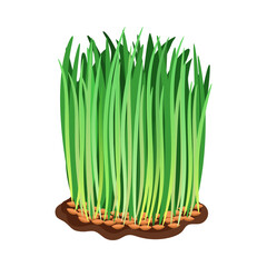 Green Wheat sprouts isolated on white background, Simple element - Flat Vector Illustration