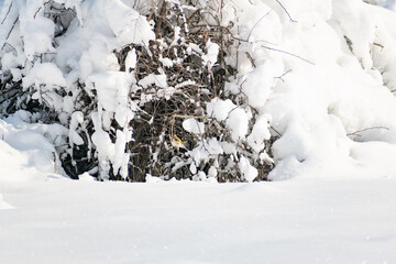 Goldfinch, a multi-colored colorful bird from the Finch family sits on a branch of a Bush with seeds and pecks them. Snowy winter and Sunny weather