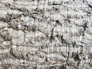 The bark of the tree has a beautiful pattern suitable for a background image.
