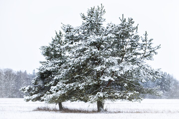 Schneebedeckte Kiefern