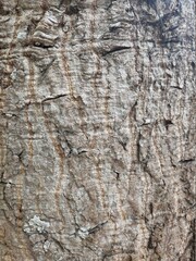 The bark of the tree has a beautiful pattern suitable for a background image.