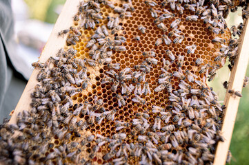 Offene Waben mit Bienen, Larven und Honig.