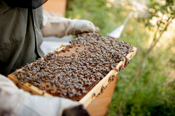 Imker hält und inspiziert eine große Wabe, die überfüllt ist mit Bienen, Larven und Honig.