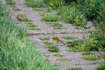 Deutsche Schafstelzen auf dem Kolonnenweg an der ehemaligen Deutsch Deutschen Grenze
