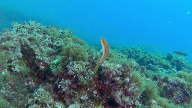 Undersea scene - Little reef fish (Coris Julis) swimming close to the camera