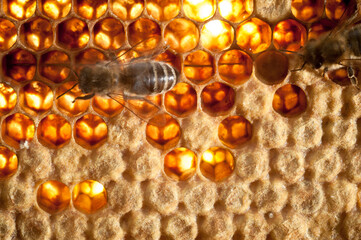 Details einer Bienenwabe mit einzelnen Larven unter abgedeckten Waben und Bienen - durchleuchtend.
