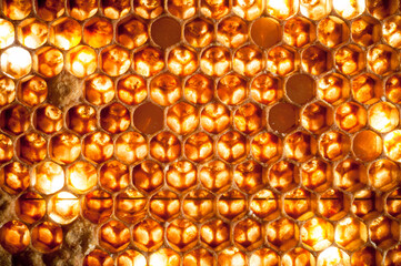 Details einer Bienenwabe mit einzelnen Larven auch unter abgedeckten Waben - durchleuchtend.