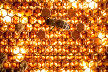 Details einer Bienenwabe mit einzelnen Larven auch unter abgedeckten Waben mit einzelner Biene -...