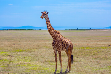 Giraffe in african savannah