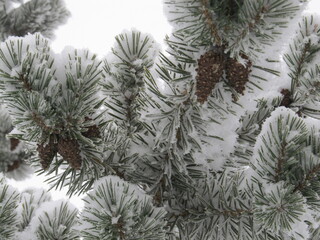 Pine tree branches covered with hoarfrost or snow. Pine tree cone in winter