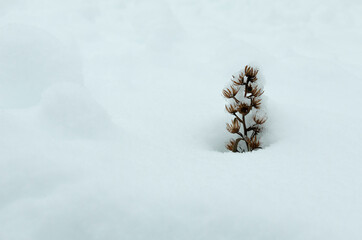 pine cone on snow