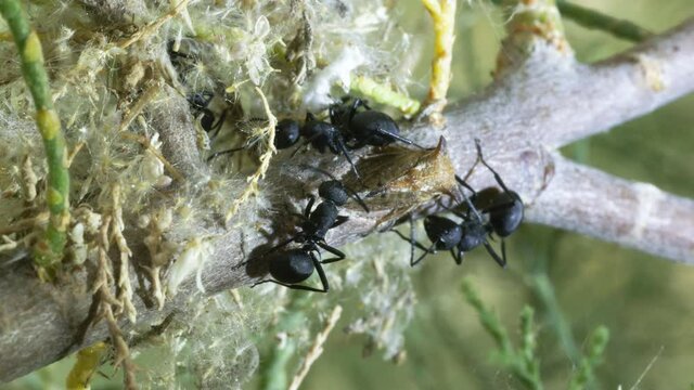 Weaver Ant (Polyrhachis simplex) milking honey dew from cicadas they raise