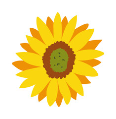 Fototapeta premium Sunflower flower isolated stock illustration