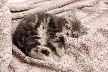 Cat kitten sleep on cozy pink blanket. Fluffy tabby kitten snoozing comfortably on knitted bed....