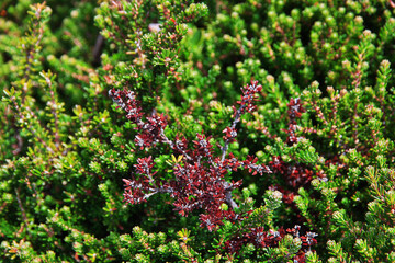 Obraz premium Plants in Torres del Paine National Park, Patagonia, Chile