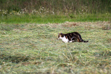 Eine Katze streift durch ihr Revier und durchs Gebüsch.