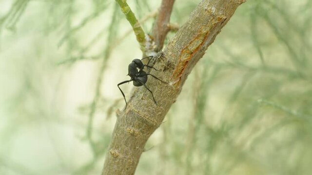 Weaver Ant (Polyrhachis simplex) milking honey dew from cicadas they raise