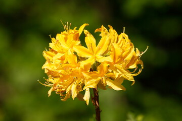 Gelbe Rhododendronblüte, Azalee, Azalea, Close-Up, Deutschland