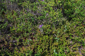 Flowers in Torres del Paine National Park, Patagonia, Chile