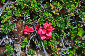 Flowers in Torres del Paine National Park, Patagonia, Chile