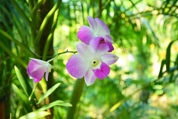 Purple and white phalaenopsis blossoms in sunny day in the bush in the garden
