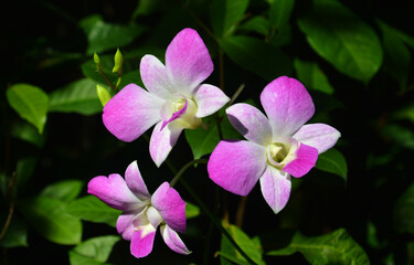 groups of pink phalaenopsis blossoms with yellow stamens in sunny day