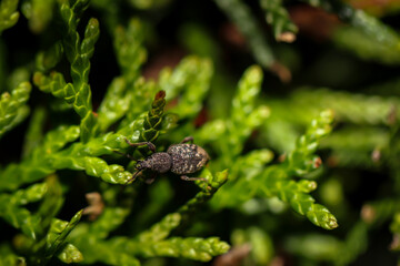 Ein Rüsselkäfer versteckt im Grünen einer Konifere.