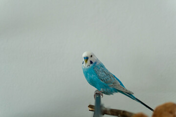 budgie blue male alone on branch