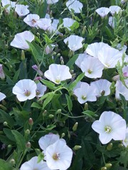 white flowers in the garden