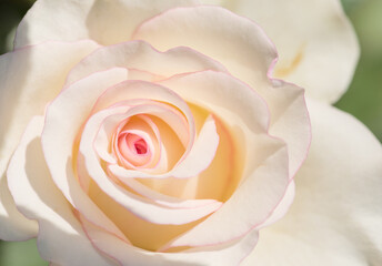 Obraz na płótnie Canvas Pink Rose flowers for love wedding and valentines day