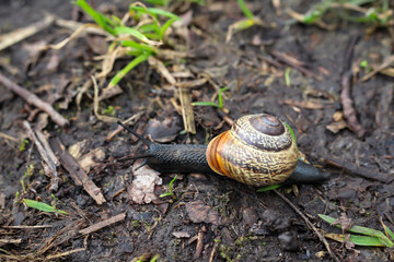 Eine Nahaufnahme einer Bänderschnecke, Schnecke im Garten.
