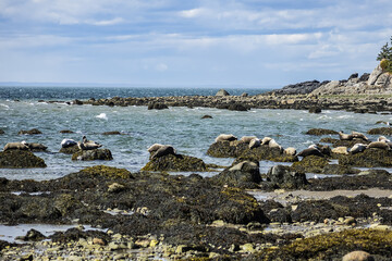 Picturesque Bic Park (Parc national du Bic). Due to its location on southern shores of Saint Lawrence River, park is home to large populations of harbor seals and gray seals. Quebec Province, Canada.