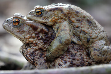 Eine weibliche Erdkröte trägt ihren männlichen Partner.
