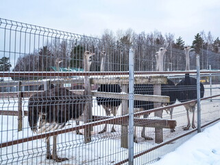 
Ostriches in aviary at  ostrich farm in winter
