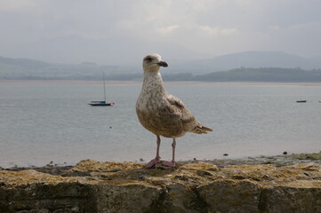 A closeup view of a young herring gull standing on a wall at Beaumaris, Anglesey, Wales, UK.