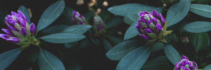 Header with blooming purple rhododendron flowers. Panoramic composition. Spring banner.