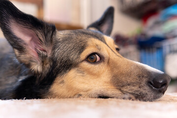 Portrait close-up dog. Dog look at the camera. Concept of love for animals. A pet
