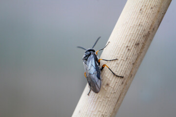 Eine Nahaufnahme eines Fliegenähnlichen Insektes auf einer Pflanze.
