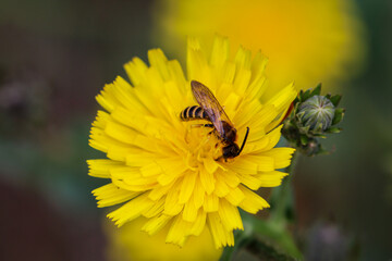 Eine Nahaufnahme einer Schwebfliege auf der Blüte einer Pflanze.
