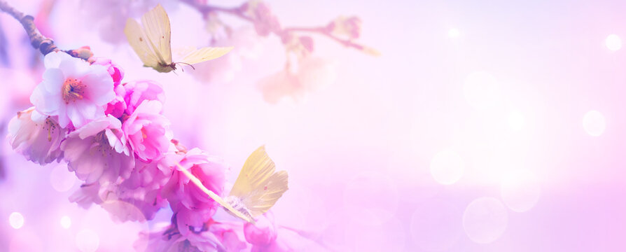 spring flowers and flying butterflies on the Sunrise sky background