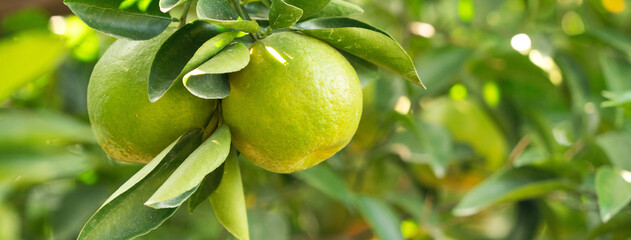 Fresh ripe tangerine mandarin orange on the tree in the orange garden orchard.