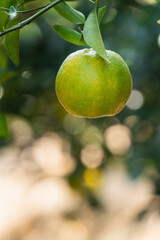 Fresh ripe tangerine mandarin orange on the tree in the orange garden orchard.