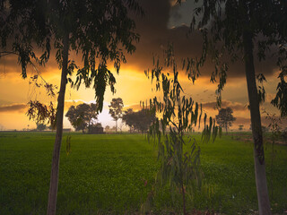 sunset in the woods