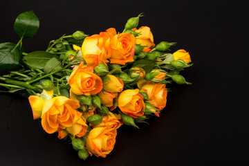 Beautifull orange roses isolated on black background. Copy space